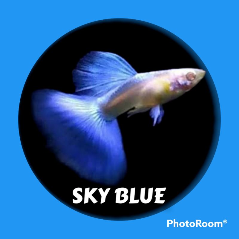 Ikan guppy albino sky blue / blue ear topaz