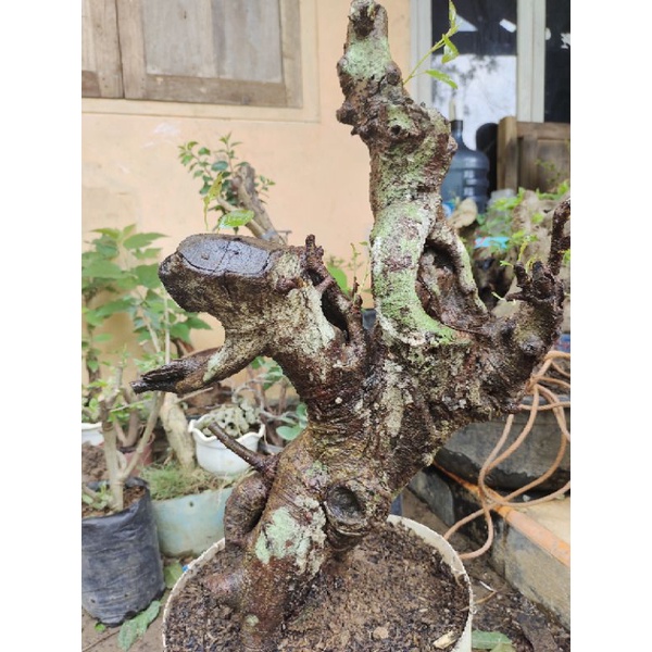 bahan bonsai Bunut pucuk merah berkarakter