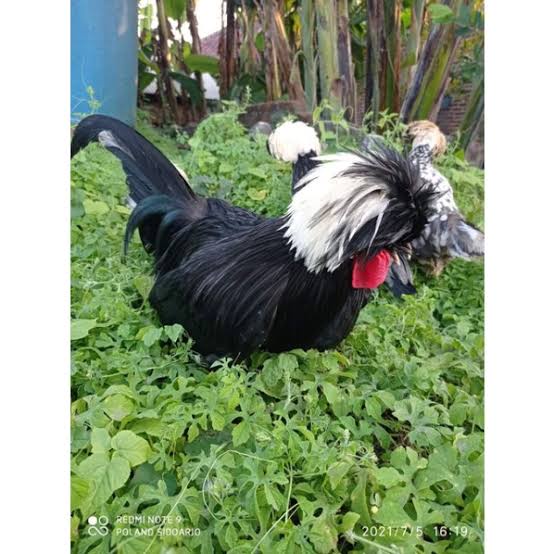 TELUR AYAM HIAS POLAND BLACK FERTIL ASLI UNTUK TERNAK