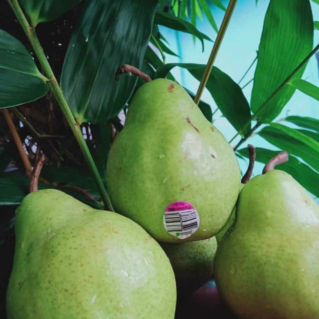 Buah Pir Xiang Lie
