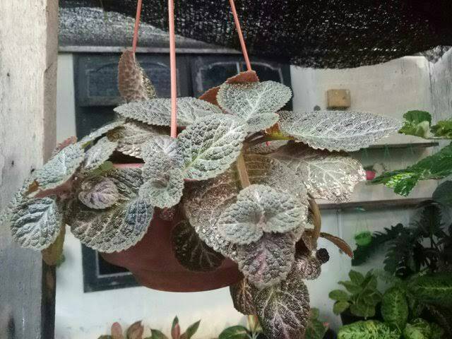 Tanaman hias gantung episcia - begonia daun