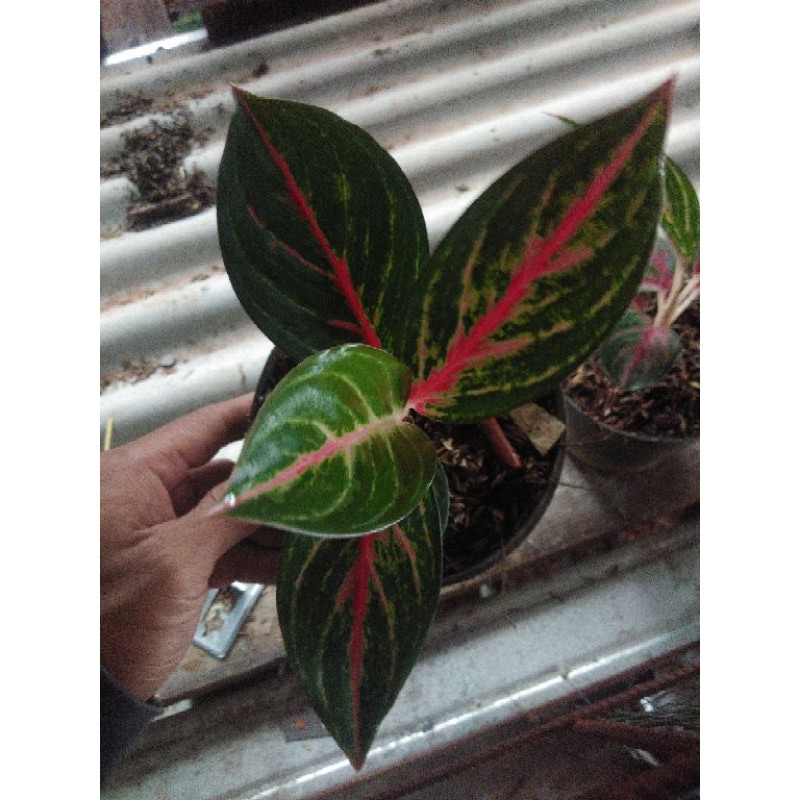 Tanaman hiyas Aglonema red borju dewasa lokal