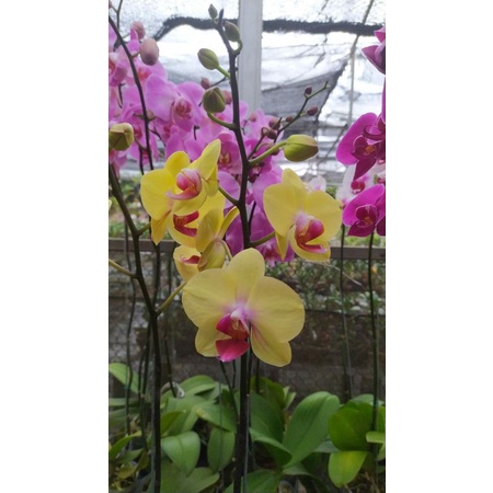 Anggrek Bulan Dewasa  Import  Taiwan  warna kuning lidah merah