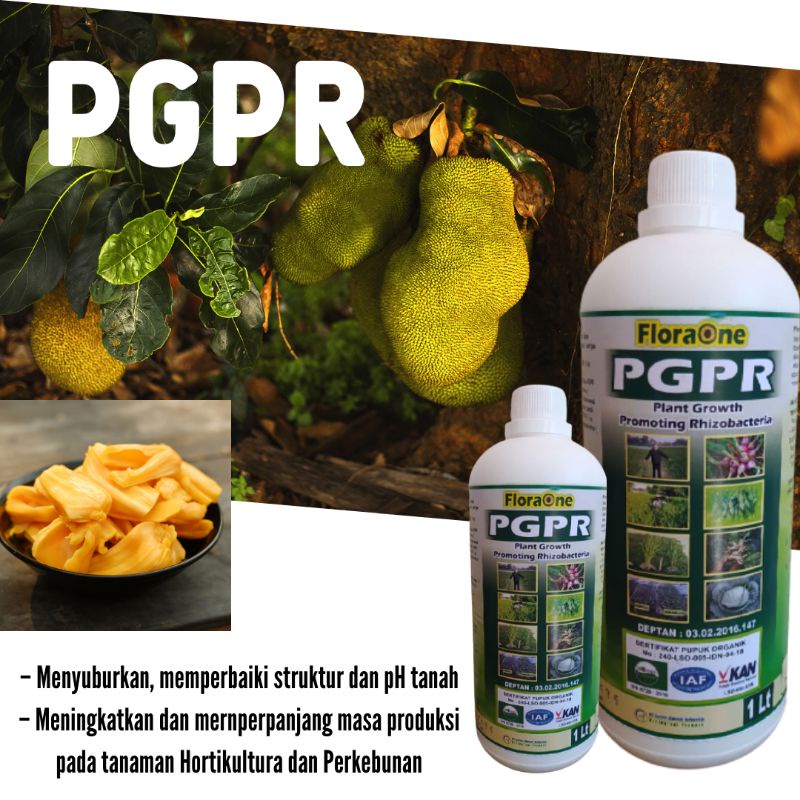 PUPUK UNTUK BUAH NANGKA AGAR SUBUR - PUPUK PGPR (Plant Growth Promoting Rhizobacteria) - PEMICU PERT
