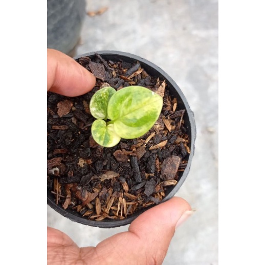 jemani mangkok varigata murah berkualitas