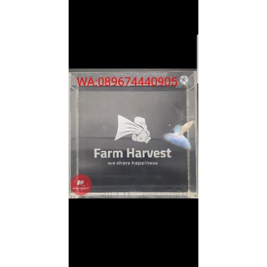 Guppy Albino Blue Sky Topaz Cantik kualitas istimewa