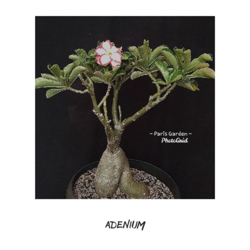 TANAMAN HIAS ADENIUM CABANG SERIBU BUNGA PINK - BIBIT ADENIUM CABANG SERIBU ADENIUM CABSER