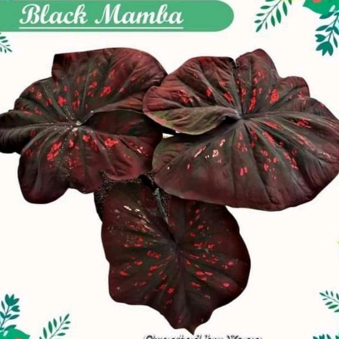 tanaman hias rare item caladium Black mamba daun keras tebal size menuju dewasa keladi hias
