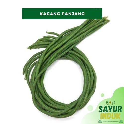 

Sayur Induk - Kacang Panjang 250 Gram Per Ikat Fresh Grade A
