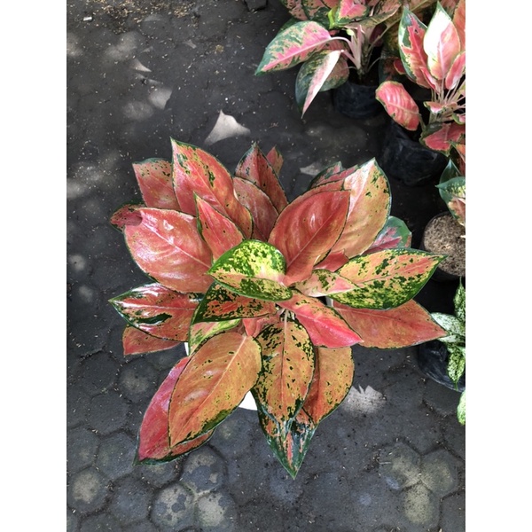 Aglaonema kochin brown rumpun 5