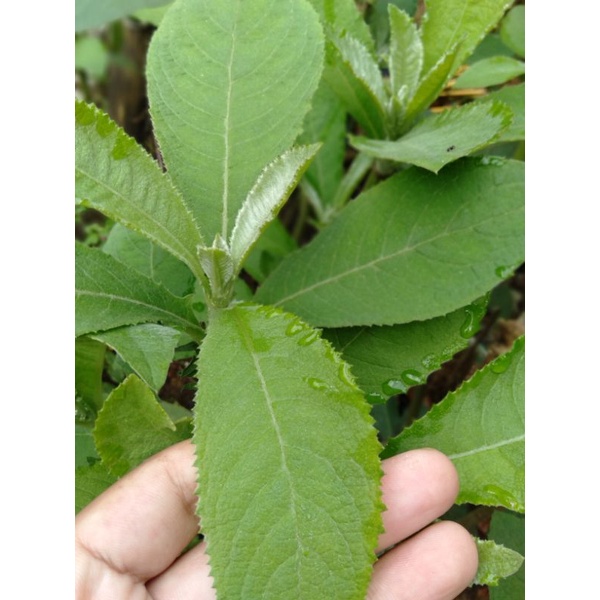 

daun sembung 50 lembar