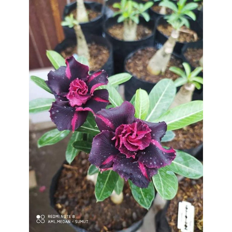 Adenium Grafting "Scorpio"