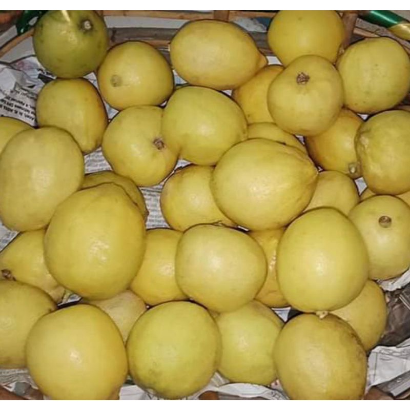 

Jeruk lemon Lokal Non Biji beekualitas bagus dan Segar