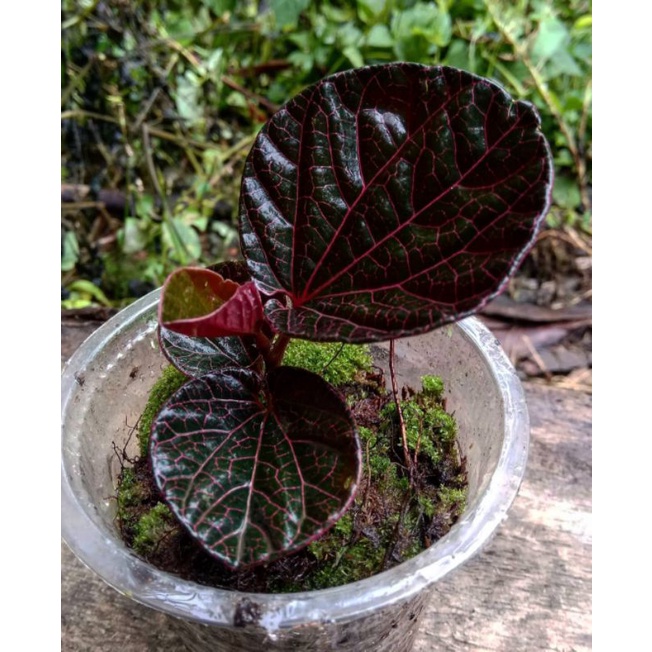 viper crocatum/viper red borneo
