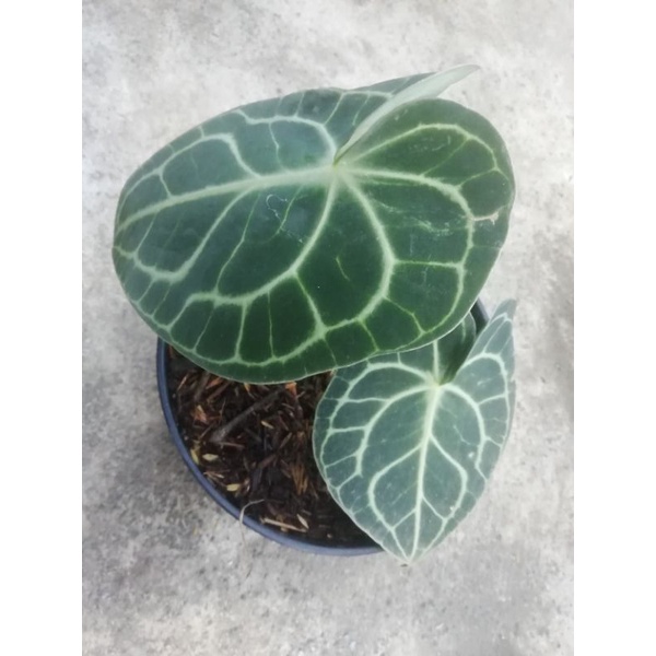 Anthurium clarinervium ori pagoda dark form