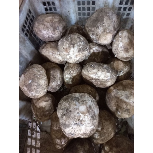 

bangkuang bengkuang segar
