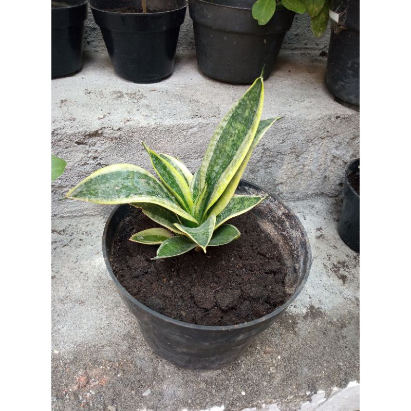 tanaman lidah mertua lidah mertua