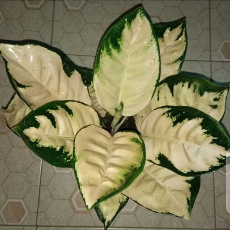 aglonema beby kocin escada - promo spesial anakan kocin escada