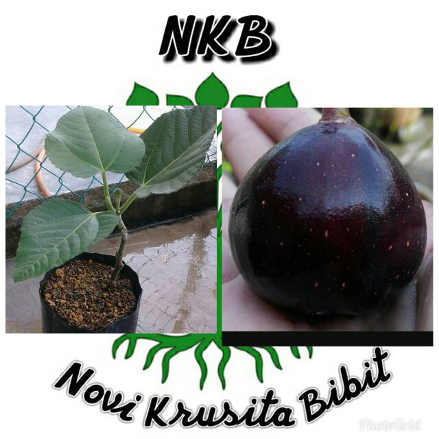 bibit buah tin iraqi
