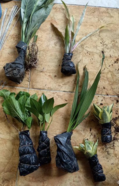 Rotansia / Hydragena/ Panca Warna