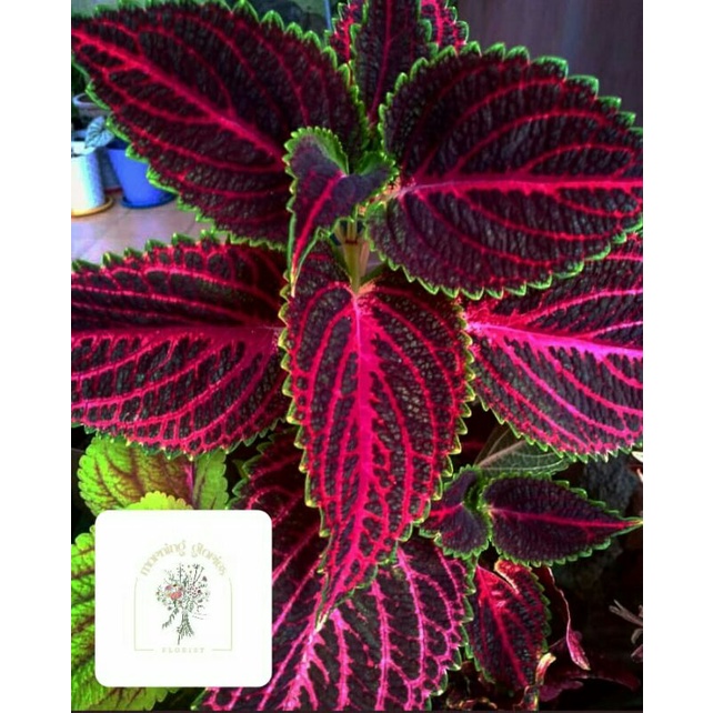 Tanaman hias Coleus/Miana Premium 097 (AKAR)