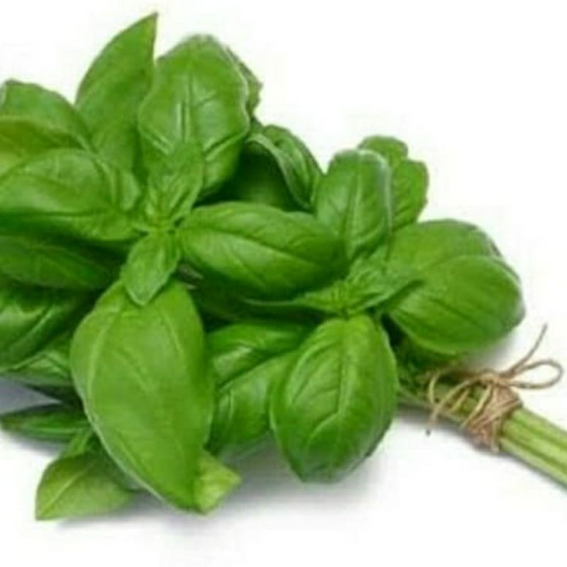 

Daun basil / 1pc(50gram)