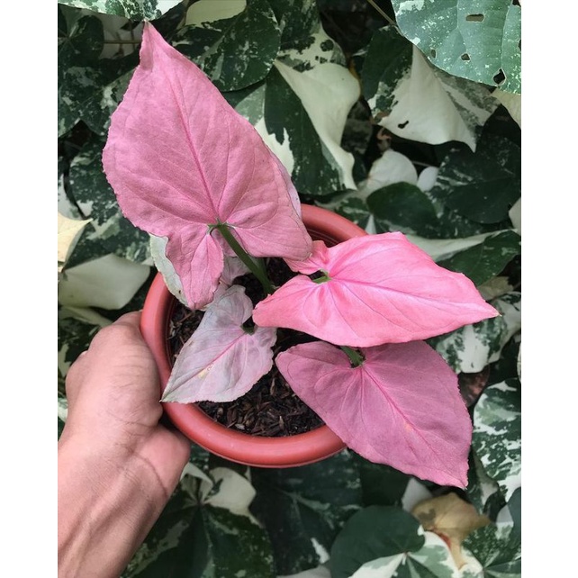 syngonium pink perfection (ORIGINAL)