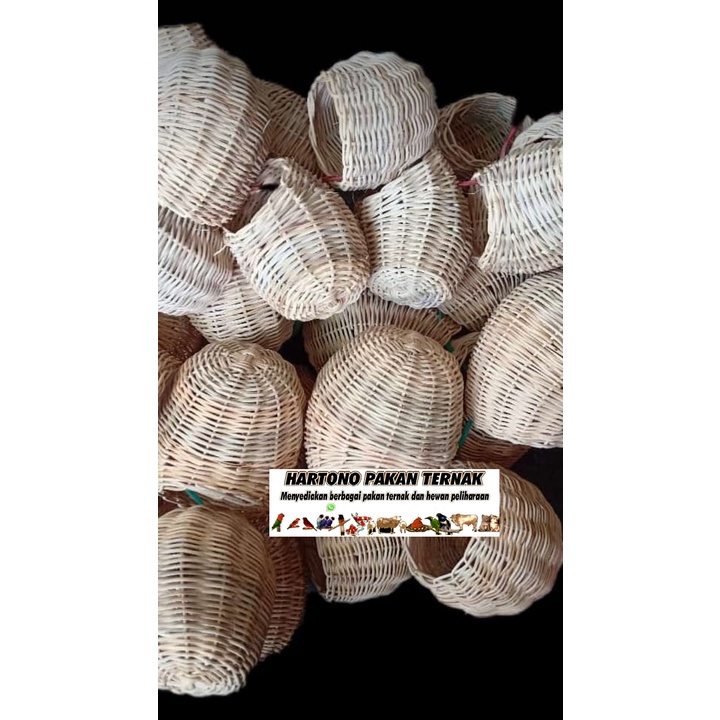 TARANGAN BURUNG GLATIK FINCH BLACKTHROAT - SARANG PEKING Gouldian Finch Burung Finch Emprit Pipit Wa