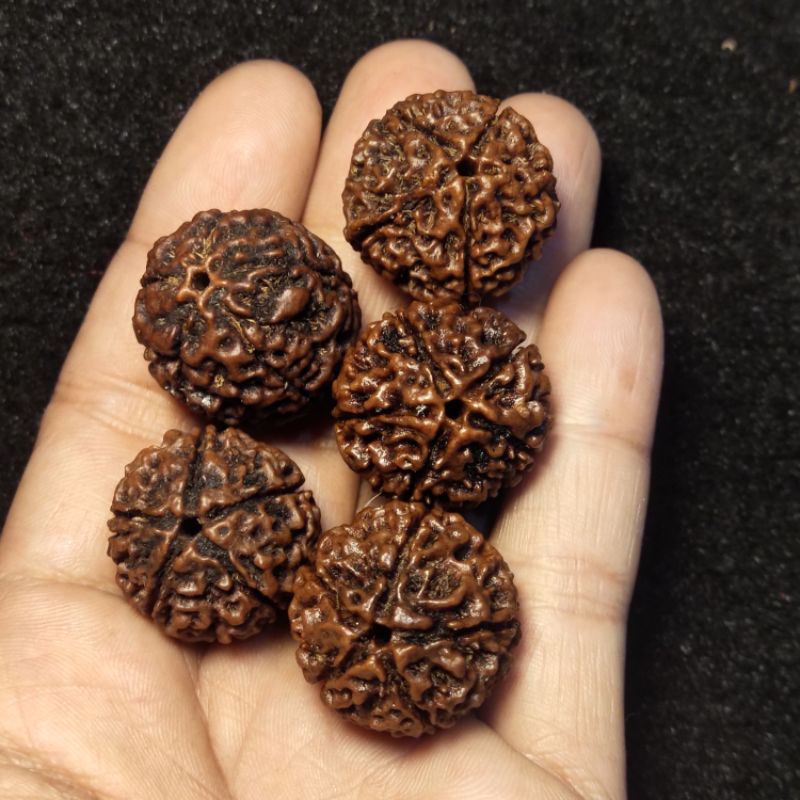 rudraksha mukhi 5 big size 20_25 mm