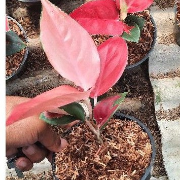 Aglonema Suksom Lilin