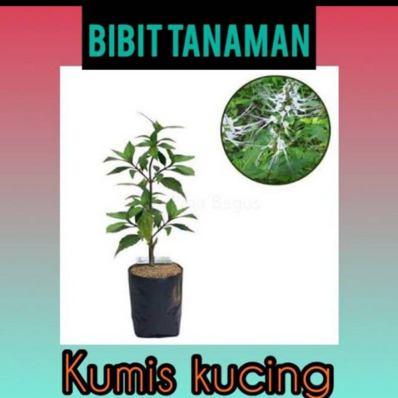 BIBIT TANAMAN KUMIS KUCING BISA COD (Beli 5 gratis 1)