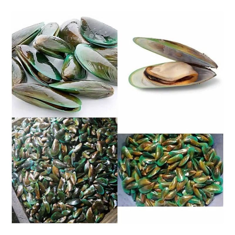 

Kerang Hijau Hidup Segar 1 Kg