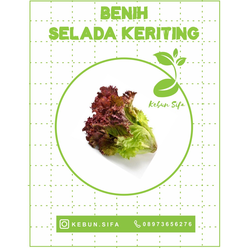 BENIH SELADA KERITING MERAH