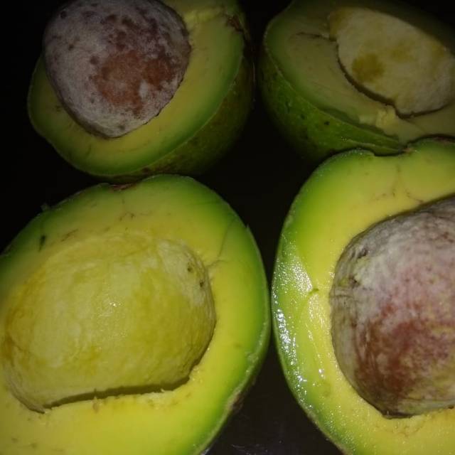 

ALPUKAT MENTEGA