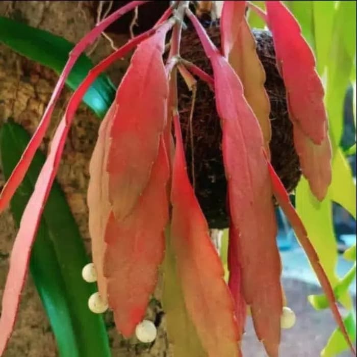 Tanaman hias gantung Wijaya Kusuma tasbih - Wijaya Kusuma tasbih daun