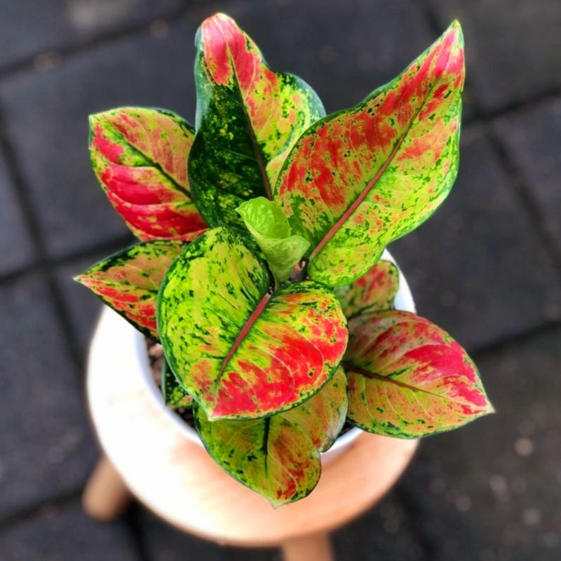 Aglaonema heng heng mutasi /Aglonema heng heng / Aglonema heng heng (Tanaman hias aglaonema heng heng mutasi merah) - bunga hidup - bunga aglonema - aglaonema merah - aglonema merah - aglaonema import - aglaonema murah