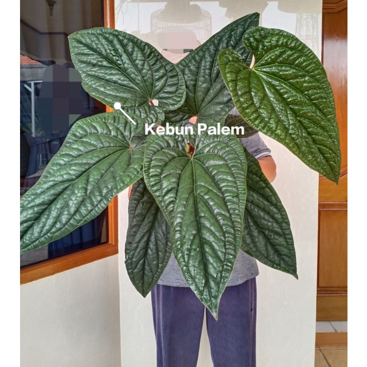 Anthurium Sirih Radicans // Anthurium Sirih // Anthurium Radicans // Anturium Sirih