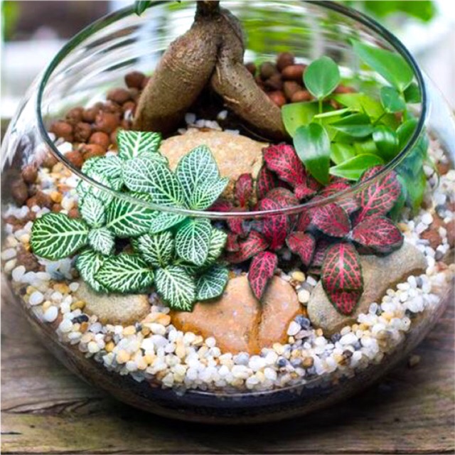 Tanaman fittonia verschaffeltii mount blanc