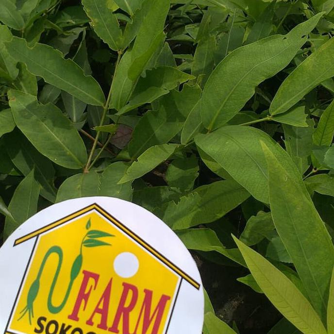 i1r bibit jambu air madu taiwan super green TSG jumbo super manis 35 cm up