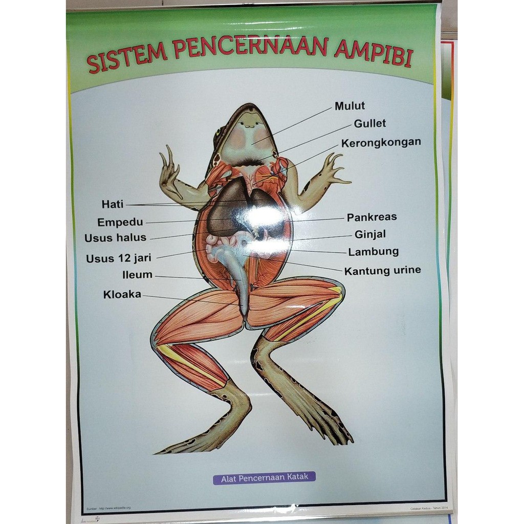 Poster Sistem Pencernaan Pada Hewan Shopee Indonesia