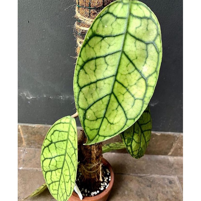 hoya kellistopylla sp