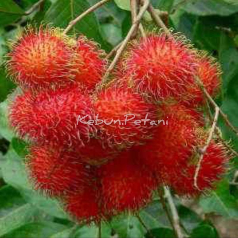 Bibit rambutan Aceh  hasil okulasi Shopee Indonesia