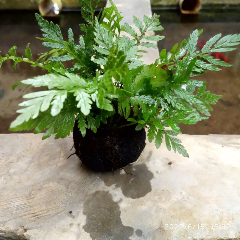 pakis rujug media wabikusa aquascape