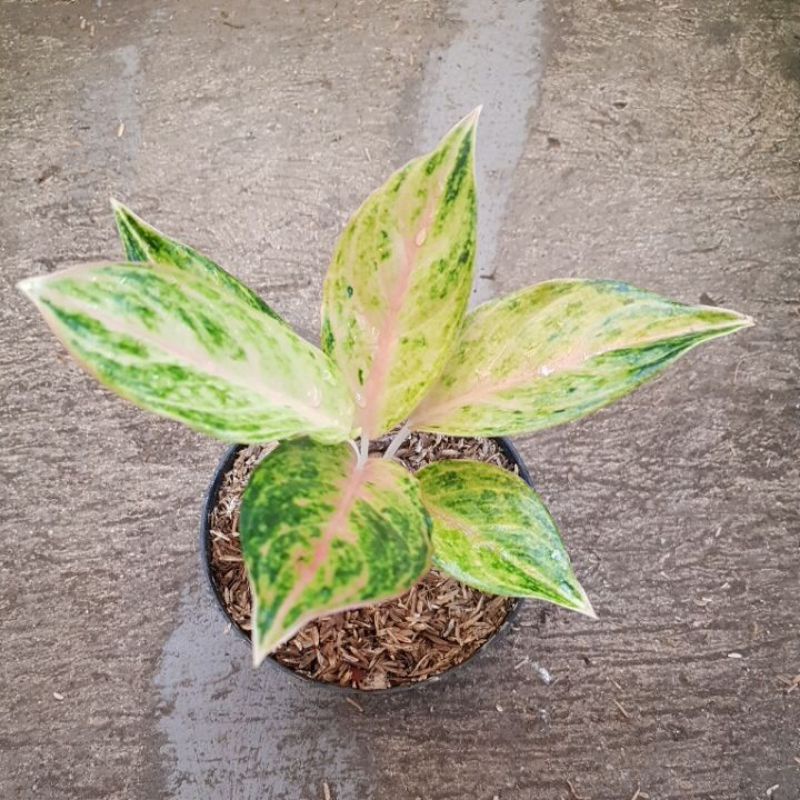 Aglonema Obama Lokal Real Pict