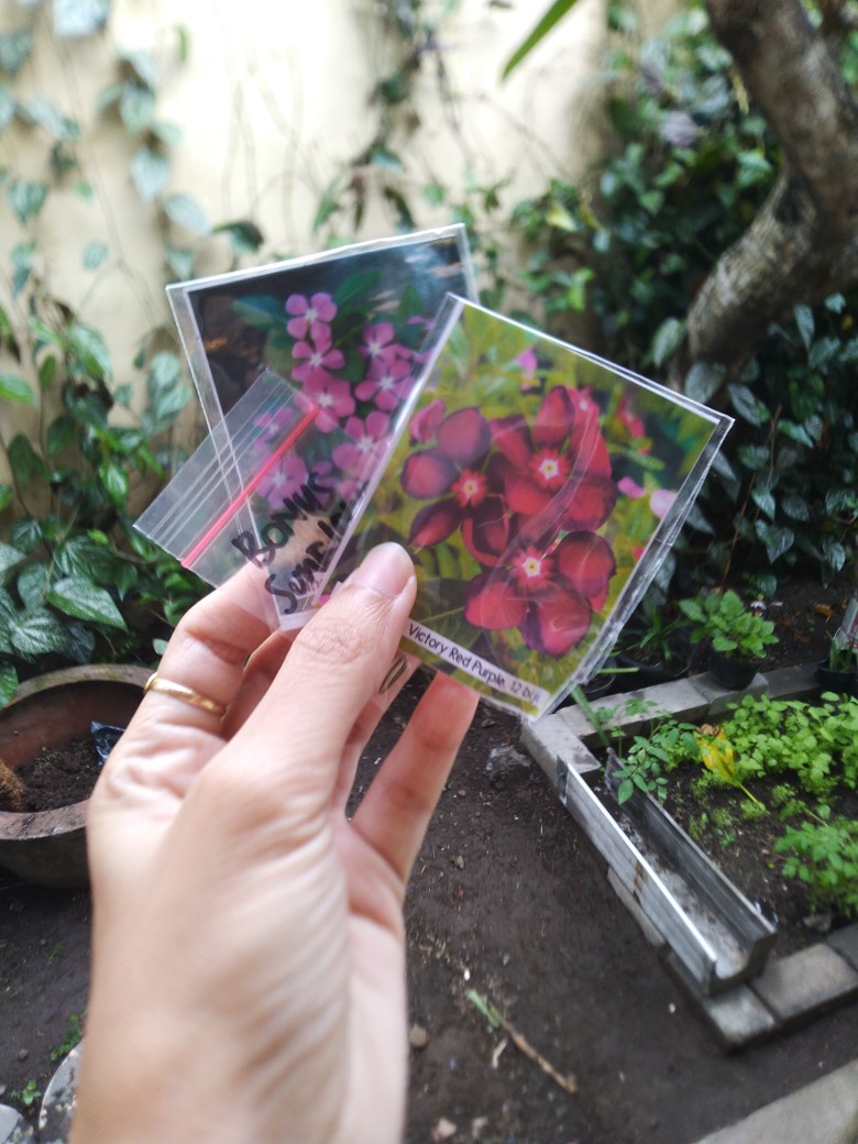 Vinca Tegak Lavender - 12 Biji