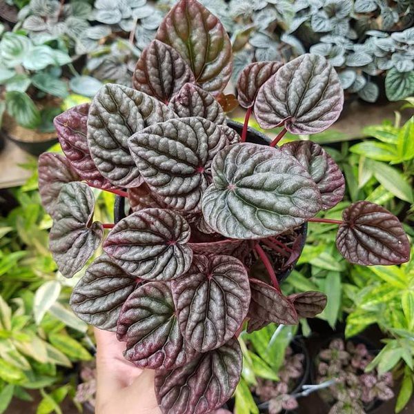 Tanaman Bunga Peperomia Caperata Red Rubby Ripple - Paperomia Merah BERGARANSI