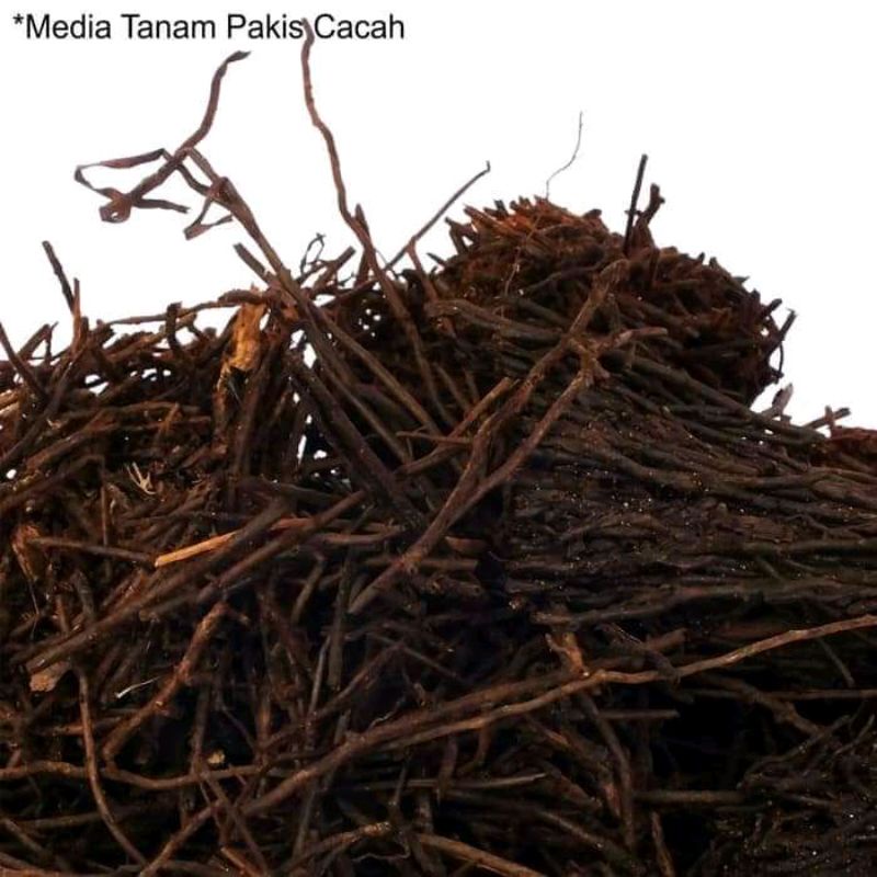 Akar Pakis Cacah Media Tanam Anggrek