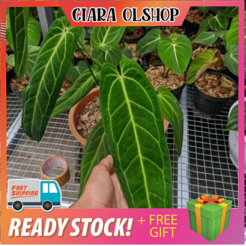 Bonggol Anthurium lidah gajah - Anthurium warocqueanum