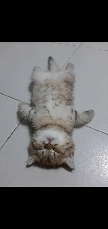 Papan Custom Rak Dinding 55x18cm