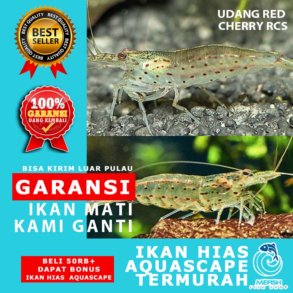 Udang Aquascape / Udang Hias Aquascape / Udang Hias Aquarium - MEFISH_ID ( UDANG AMANO LOKAL )